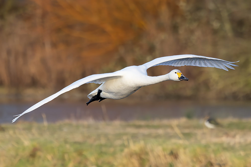 Bewick's swan
